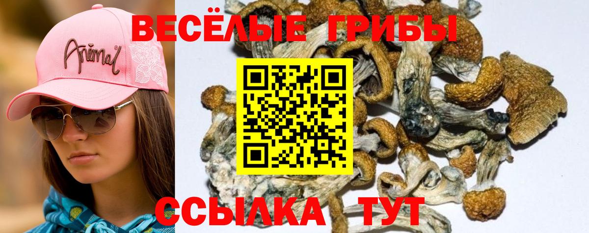 где можно купить   Алексеевка  Галлюциногенные грибы прущие грибы 